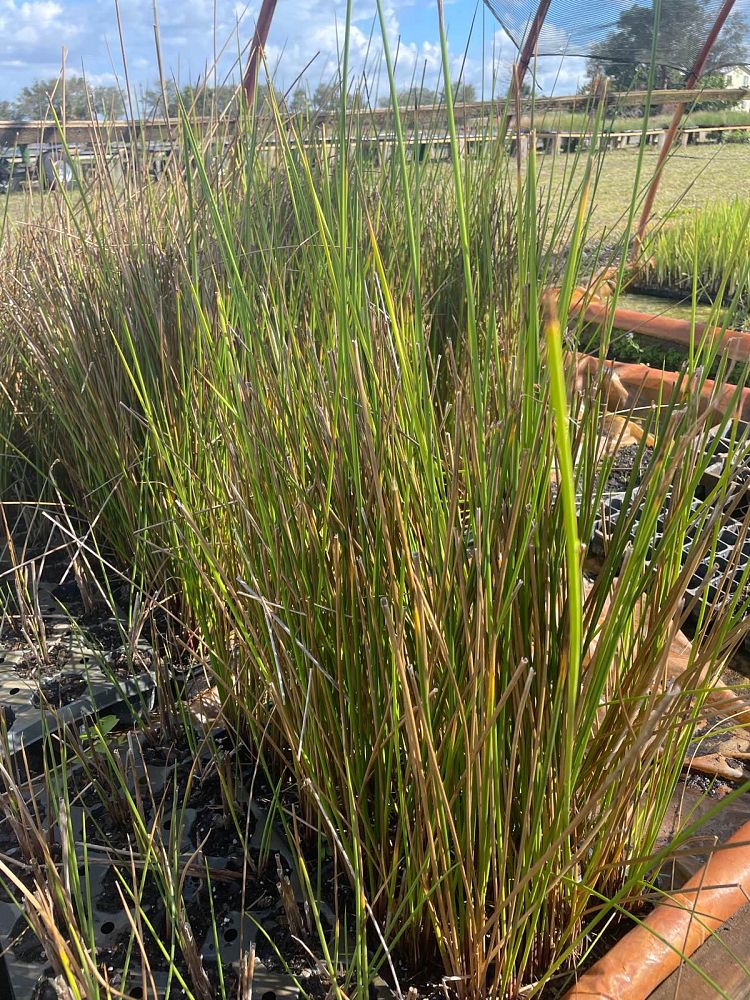 juncus-effusus-soft-rush-common-rush