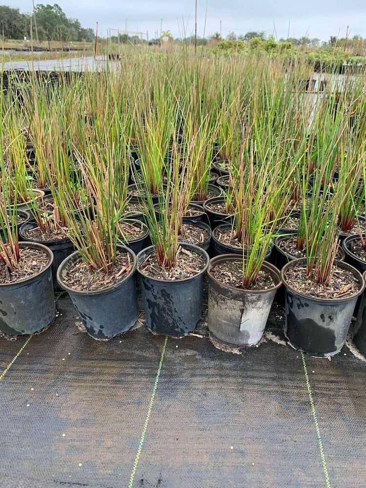 juncus-effusus-soft-rush-common-rush