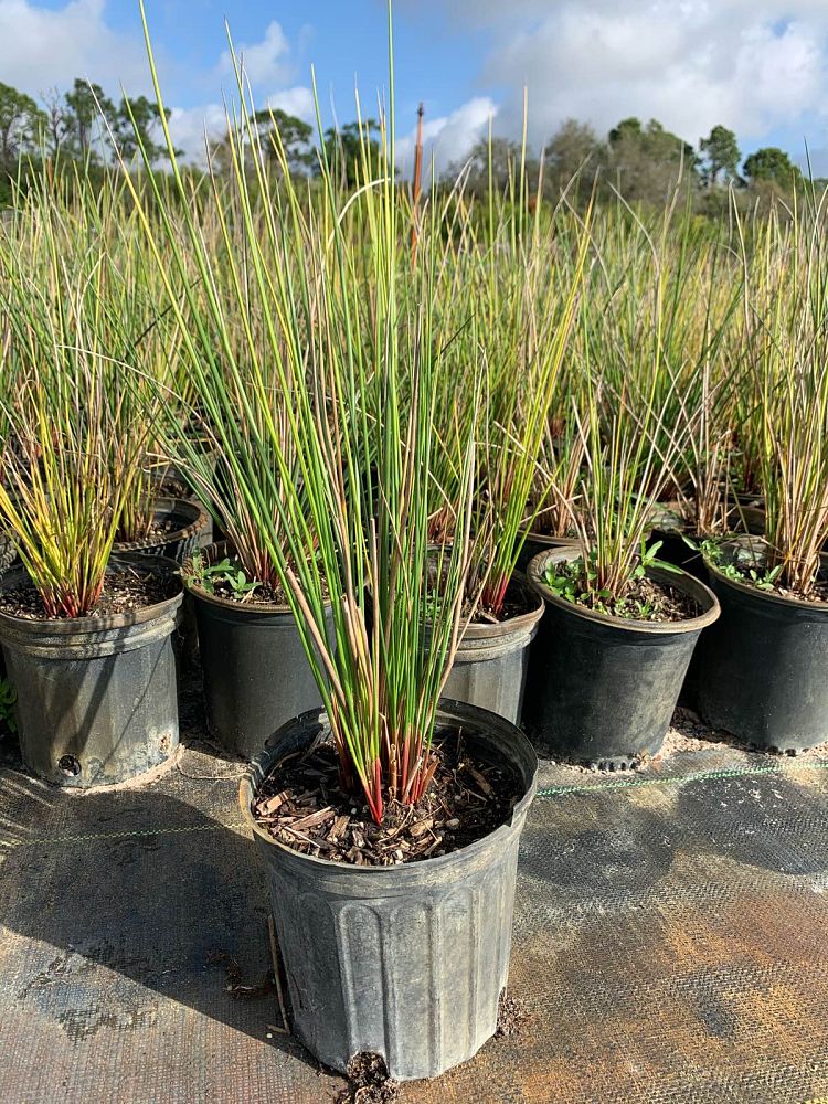 juncus-effusus-soft-rush-common-rush