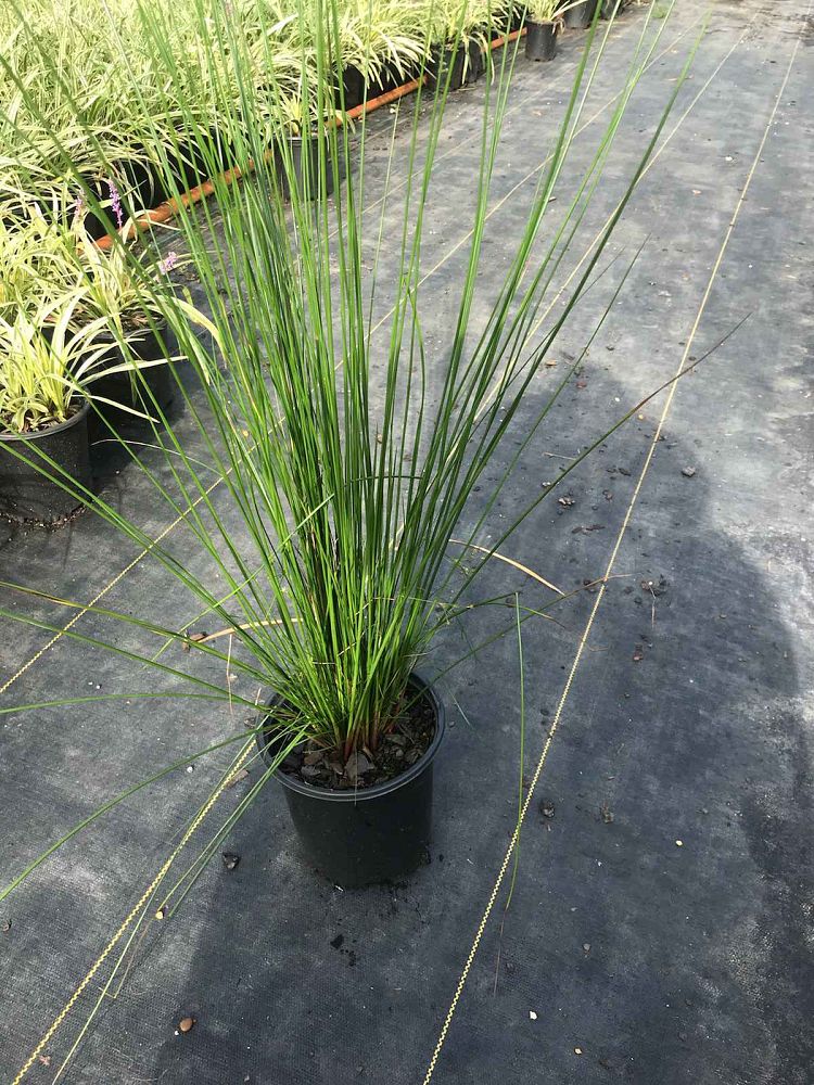 juncus-effusus-soft-rush-common-rush