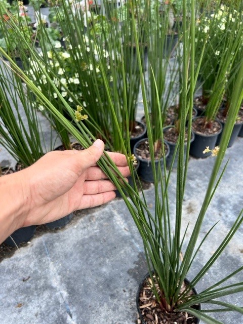 juncus-effusus-soft-rush-common-rush