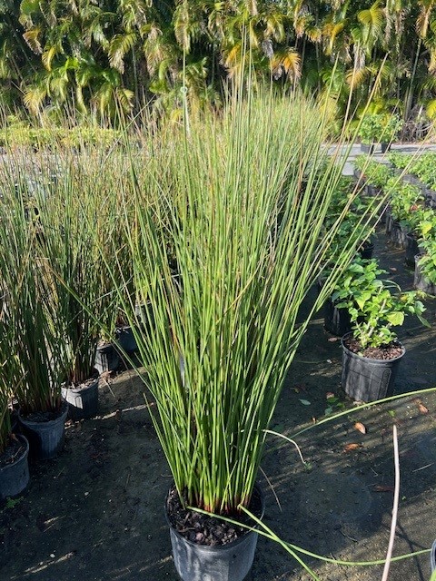 juncus-effusus-soft-rush-common-rush
