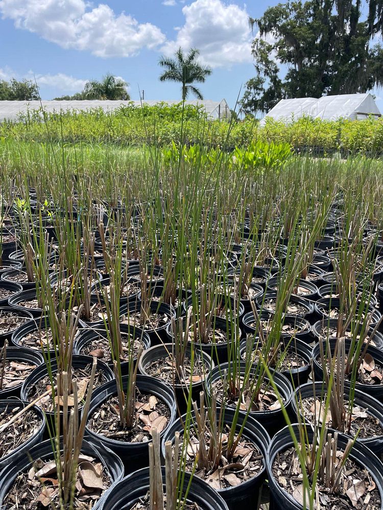juncus-effusus-soft-rush-common-rush