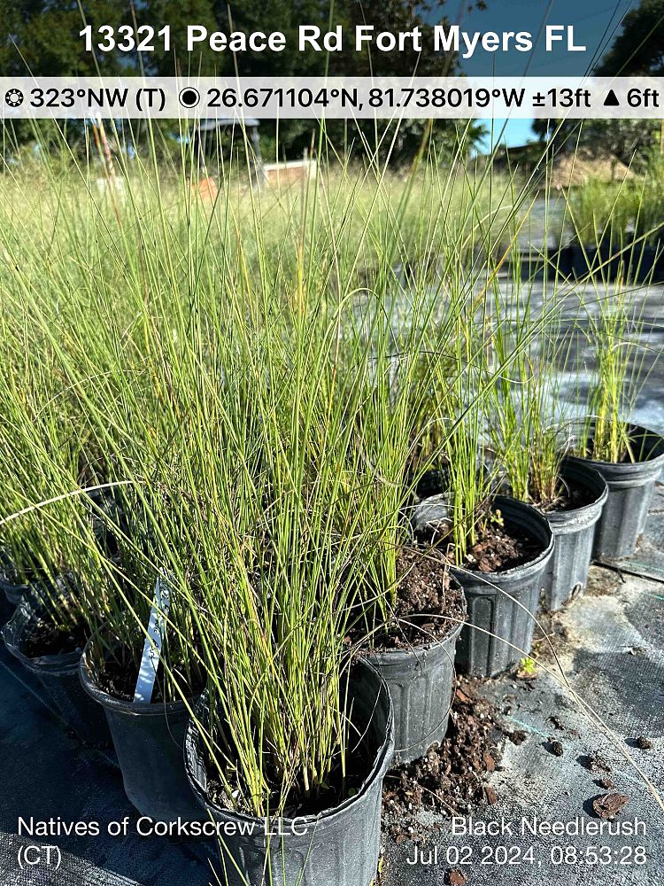 juncus-gerardii-gerard-s-rush-saltmarsh-rush-black-grass