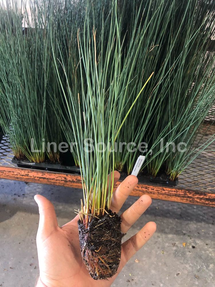 juncus-inflexus-blue-arrow-rush
