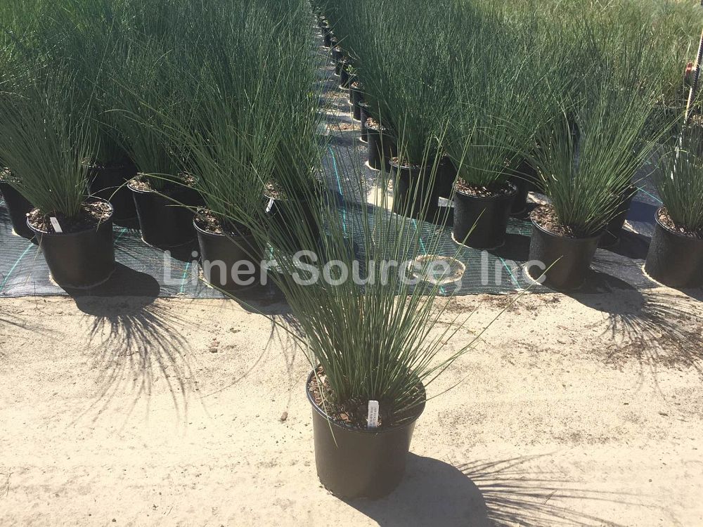 juncus-inflexus-blue-arrow-rush