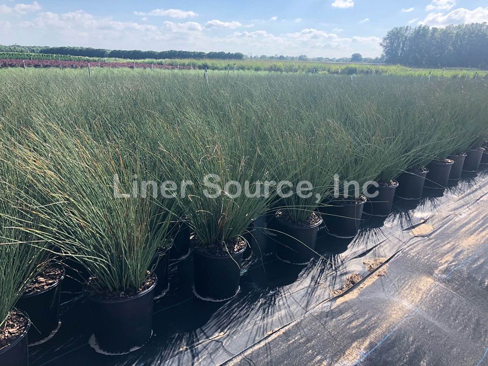 juncus-inflexus-blue-arrow-rush