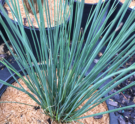 juncus-inflexus-blue-arrow-rush