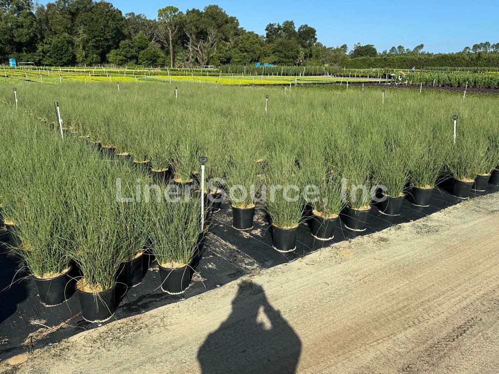 juncus-inflexus-blue-arrow-rush