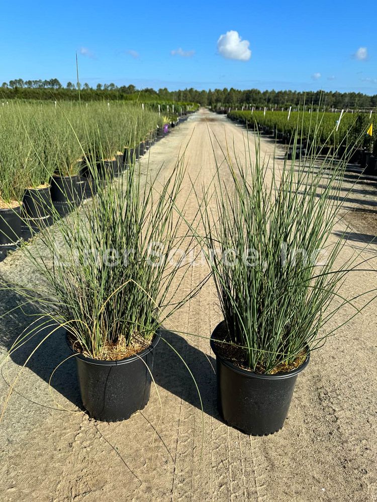 juncus-inflexus-blue-arrow-rush