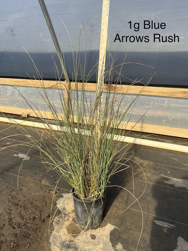 juncus-inflexus-blue-arrow-rush