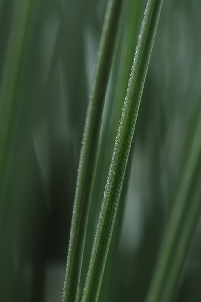 juncus-inflexus-blue-arrow-rush