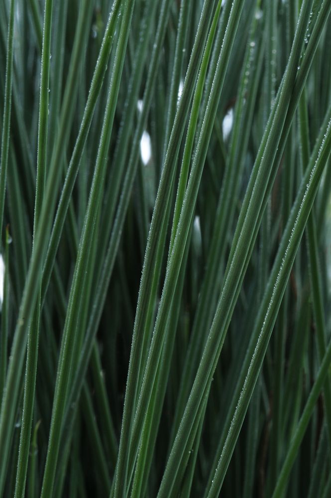 juncus-inflexus-blue-arrow-rush
