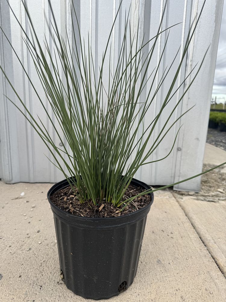 juncus-inflexus-blue-arrow-rush