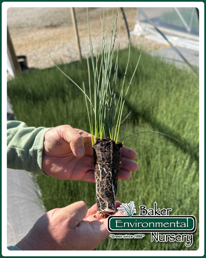 juncus-inflexus-blue-arrow-rush