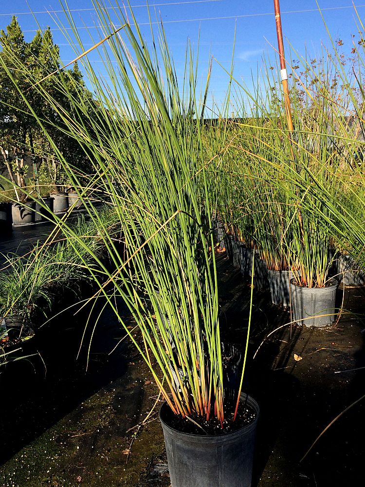 juncus-pallidus