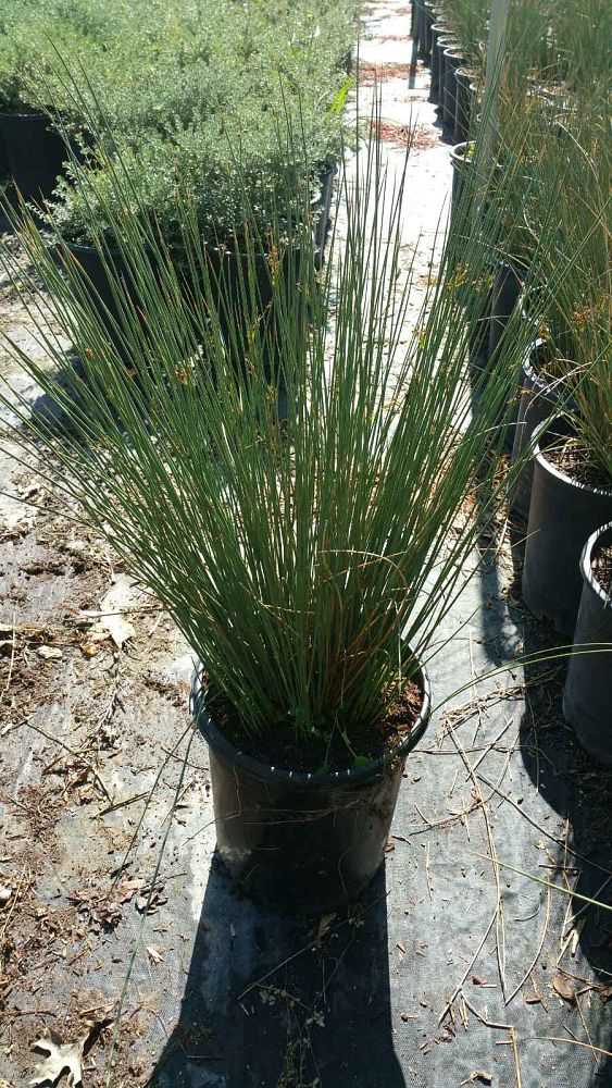 juncus-patens-elk-blue-california-gray-rush