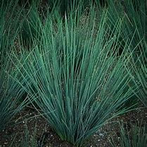 juncus-tenuis-blue-dart-yard-rush