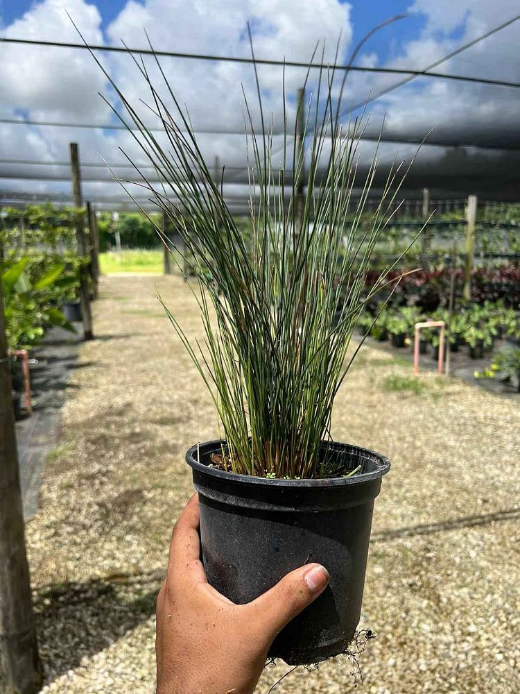 juncus-tenuis-blue-dart-yard-rush