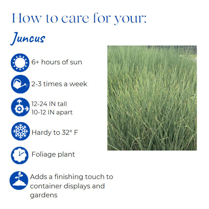 juncus-tenuis-blue-dart-yard-rush
