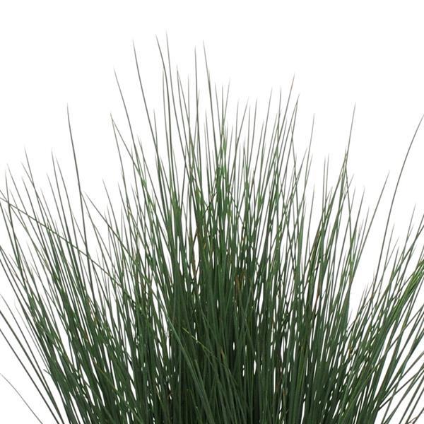 juncus-tenuis-blue-dart-yard-rush