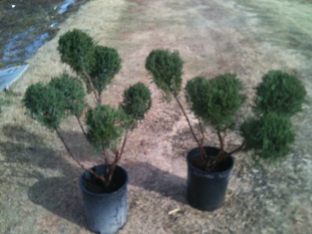 juniper-topiary-pompom-multiball
