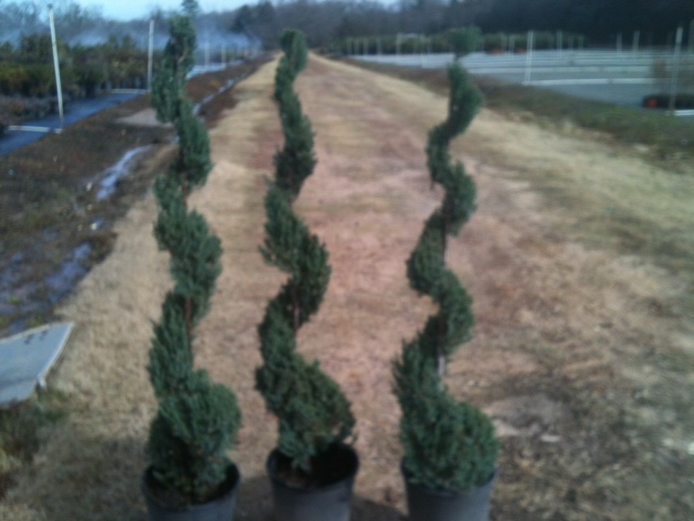 juniper-topiary-spiral