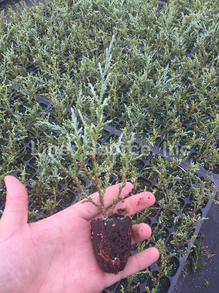 juniperus-chinensis-angelica-blue-chinese-juniper