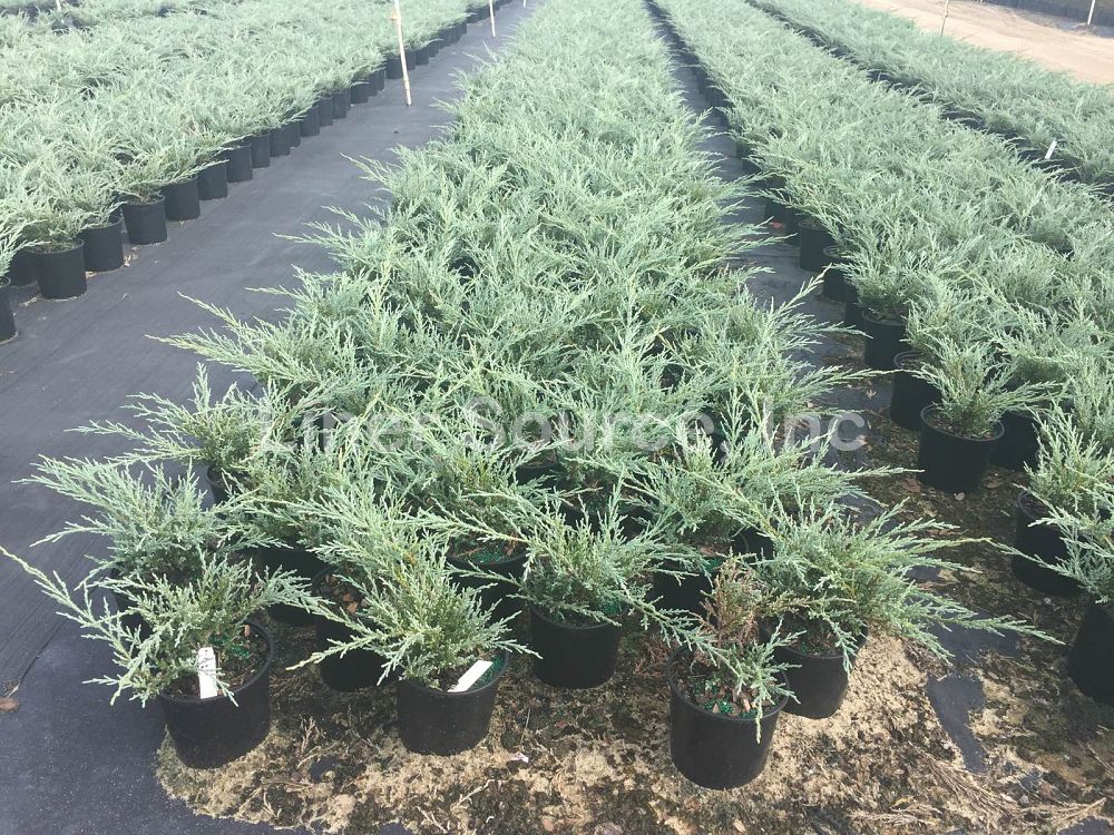 juniperus-chinensis-angelica-blue-chinese-juniper