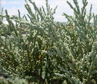 juniperus-chinensis-angelica-blue-chinese-juniper