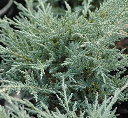 juniperus-chinensis-angelica-blue-chinese-juniper