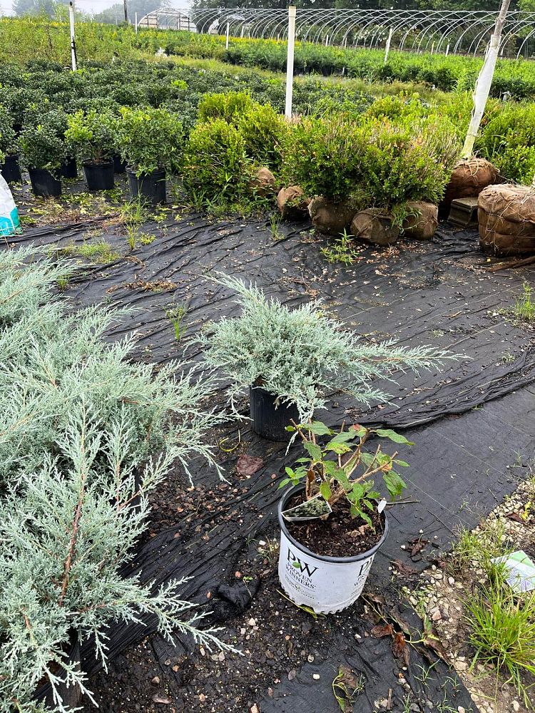 juniperus-chinensis-angelica-blue-chinese-juniper