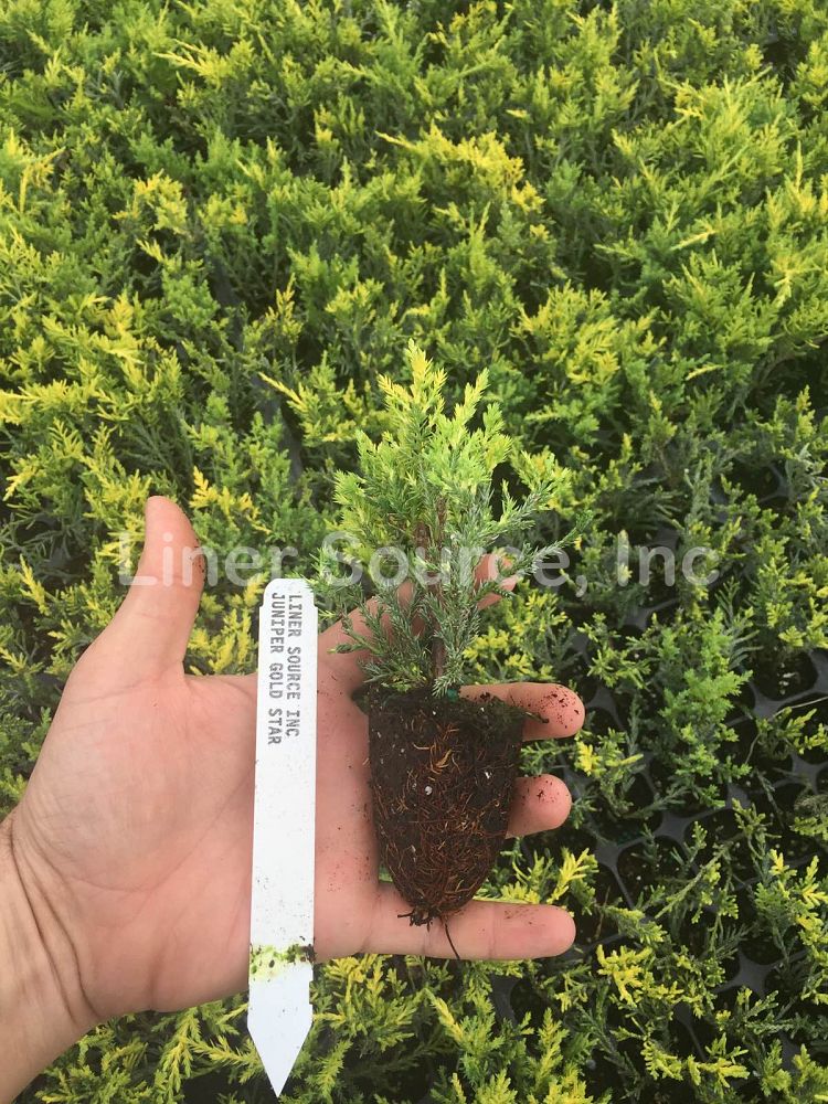 juniperus-chinensis-bakaurea-chinese-juniper-gold-star