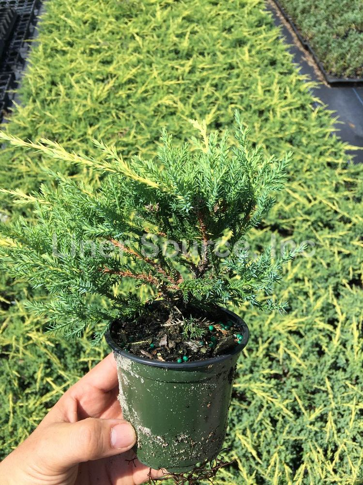 juniperus-chinensis-bakaurea-chinese-juniper-gold-star