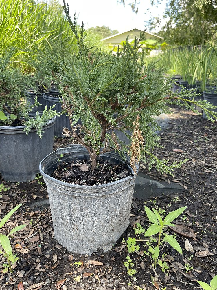 juniperus-chinensis-bakaurea-chinese-juniper-gold-star