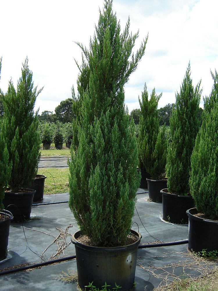 juniperus chine...