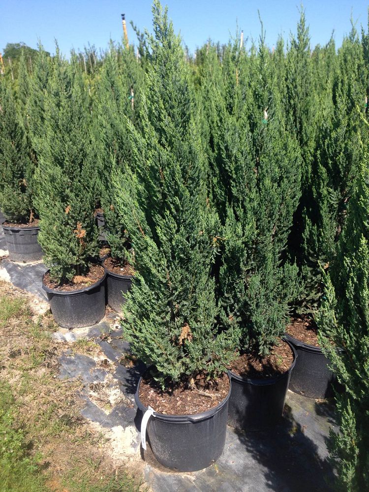 Shade Tree Nurs...