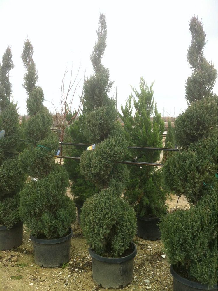 juniperus-chinensis-blue-point-chinese-juniper