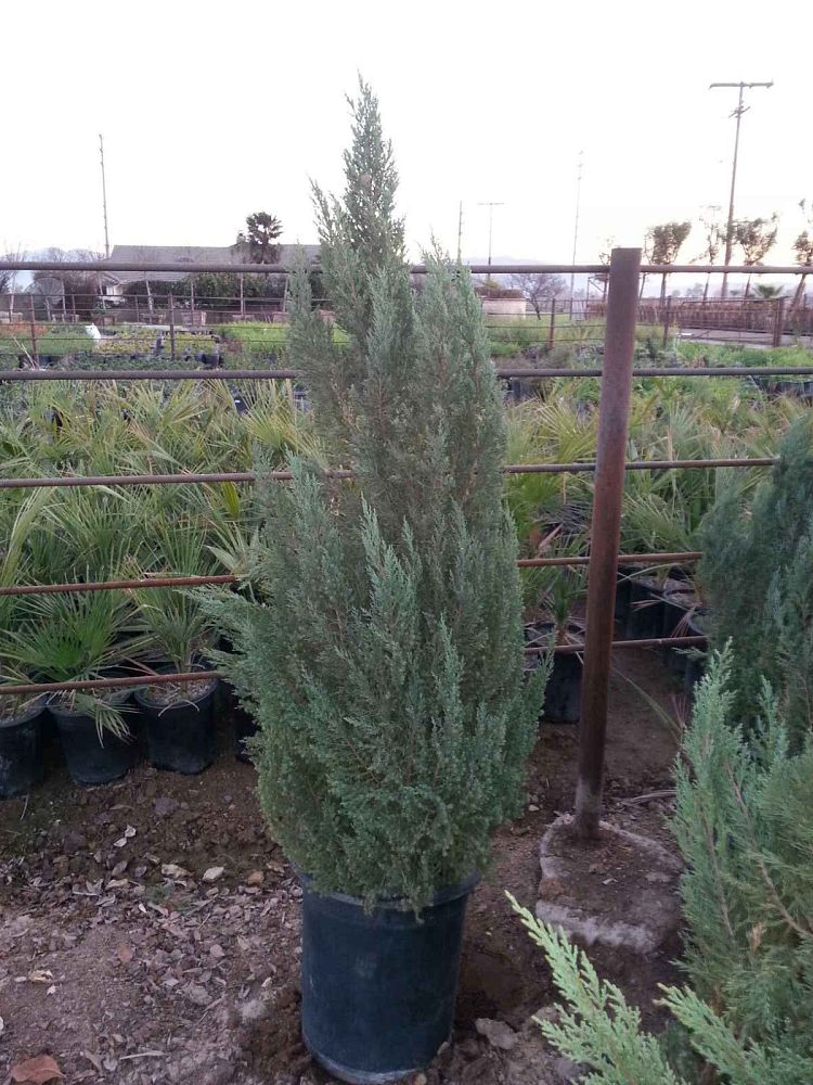 juniperus-chinensis-blue-point-chinese-juniper