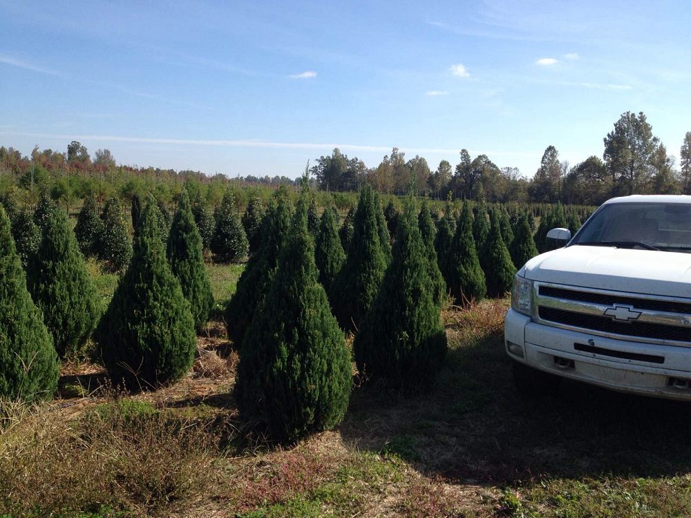 juniperus-chinensis-blue-point-chinese-juniper