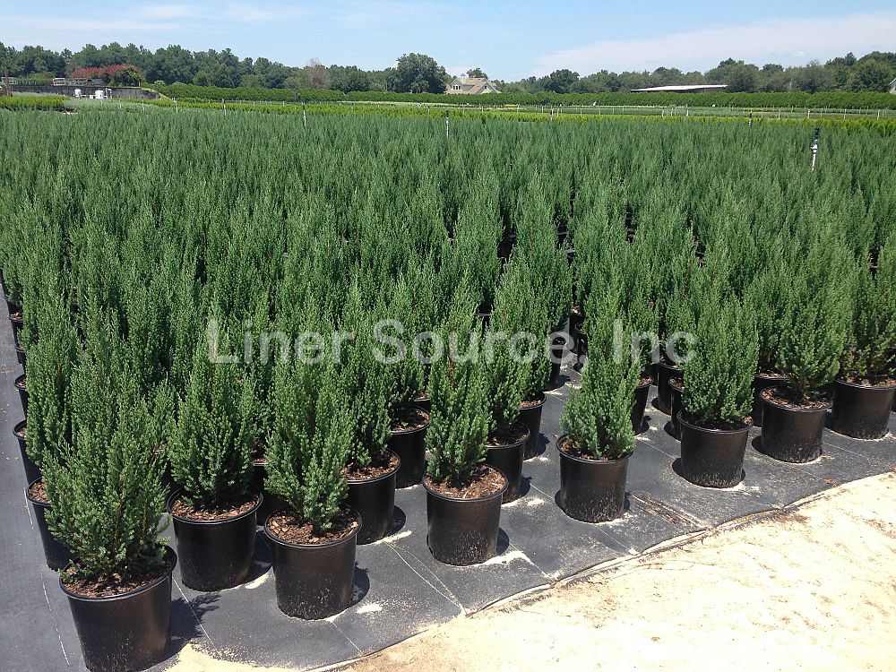 juniperus-chinensis-blue-point-chinese-juniper