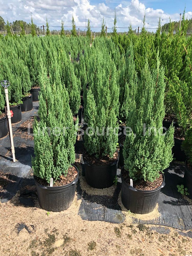 juniperus-chinensis-blue-point-chinese-juniper