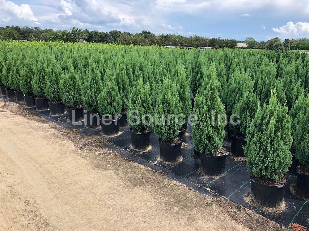 juniperus-chinensis-blue-point-chinese-juniper