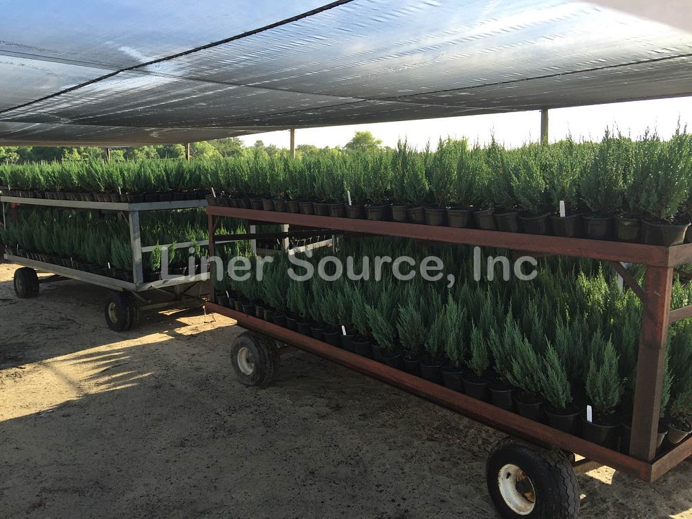 juniperus-chinensis-blue-point-chinese-juniper