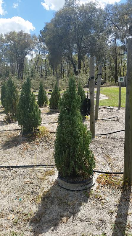 juniperus-chinensis-blue-point-chinese-juniper