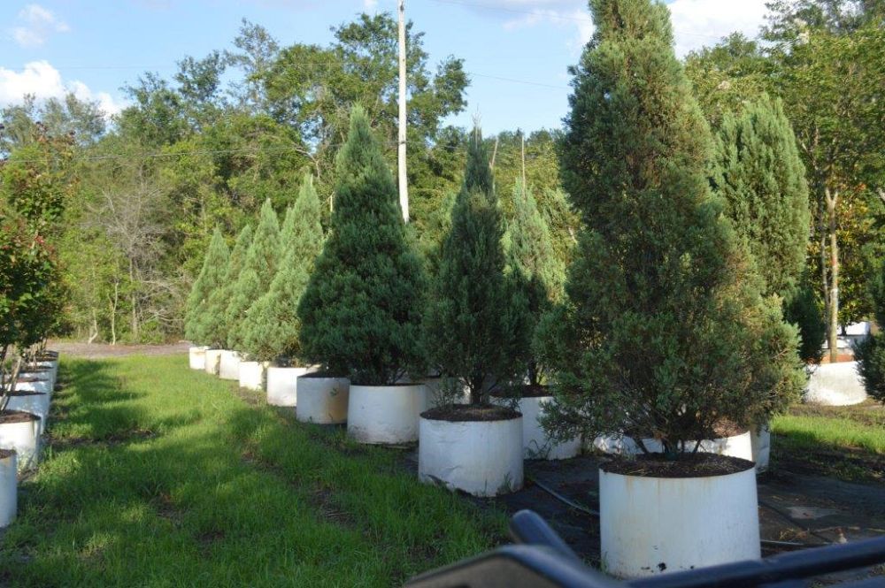 juniperus-chinensis-blue-point-chinese-juniper