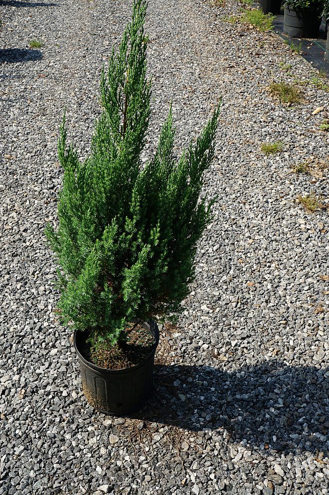 juniperus-chinensis-blue-point-chinese-juniper