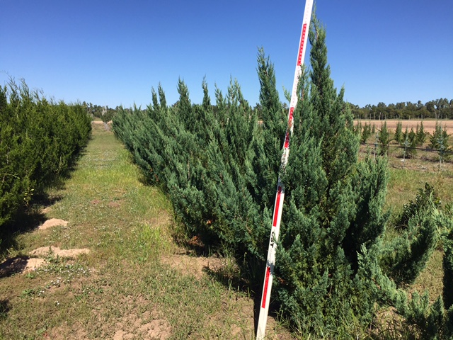 juniperus-chinensis-blue-point-chinese-juniper