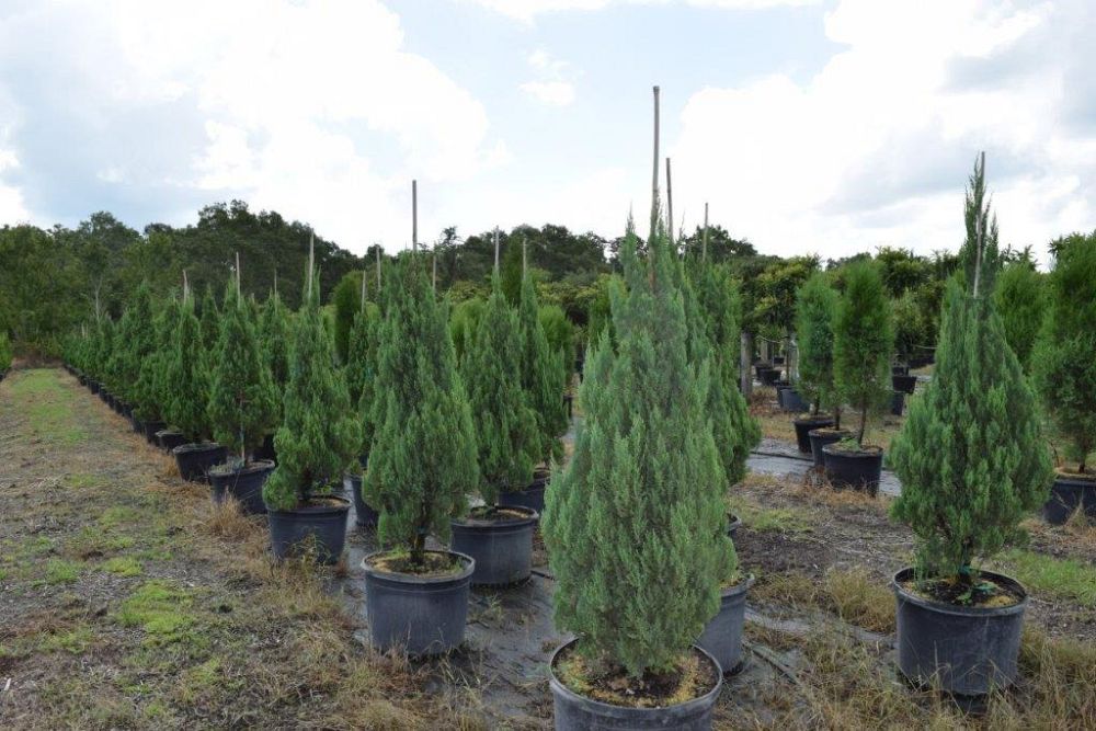 juniperus-chinensis-blue-point-chinese-juniper