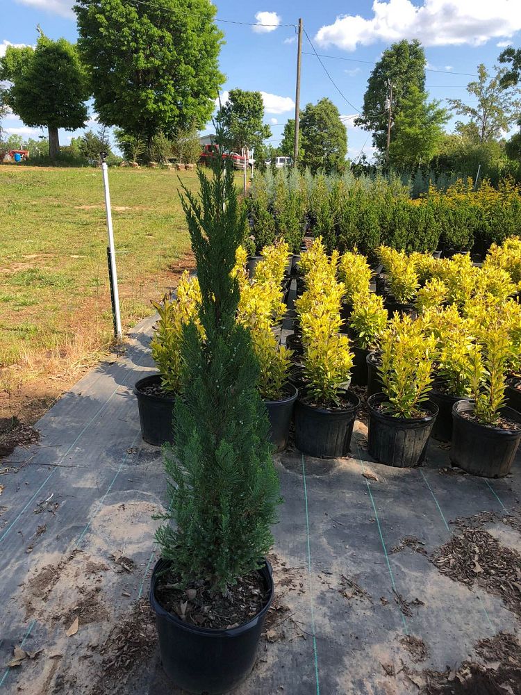 juniperus-chinensis-blue-point-chinese-juniper